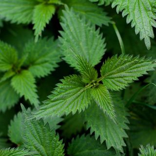 Extract de frunze de urzică