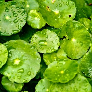 Extract de plante de Gotu Kola